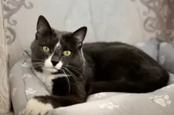 Пропала кошка, Мичуринская ул., Тверь