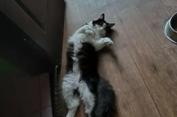 Пропала кошка, Русановка, Курская обл.