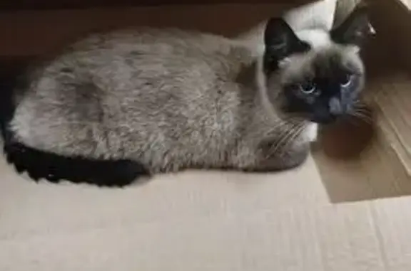 Пропала ласковая кошка, Нижегородская 3