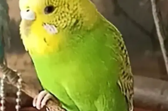 Потерянные животные Тверь, фото: Пропал попугай, Тверь, пр-т Чайковского 31а