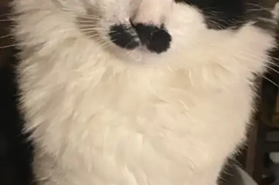 Кошки потеряшки, Московская область, фото: Потеряшка черная кошка, ул. Юности, 2