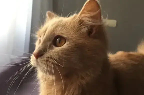 Кошки потеряшки, Минск, фото: Потеряшка кошка, Харьковская 78 к4, Минск