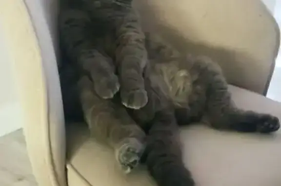 Пропала кошка, МО, Соболиха