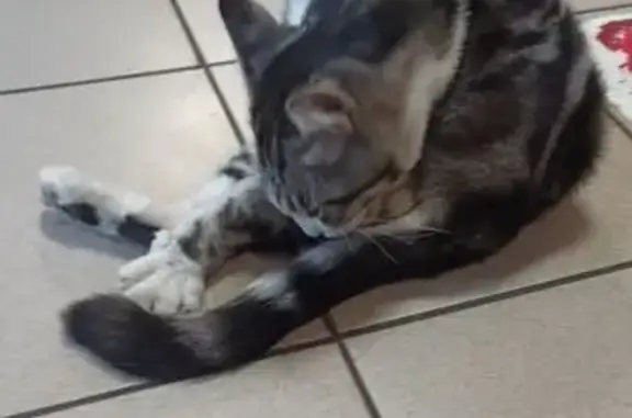 Кошка найдена, Греческая ул. 2, Таганрог