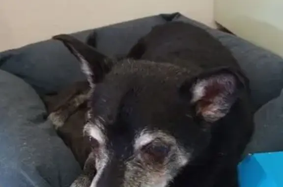 Собаки потеряшки, Краснодар, фото: Потеряшка собака, Северная ул. 437, Краснодар