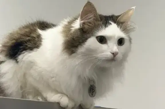 Пропала кошка, Ручной 27/4, МО