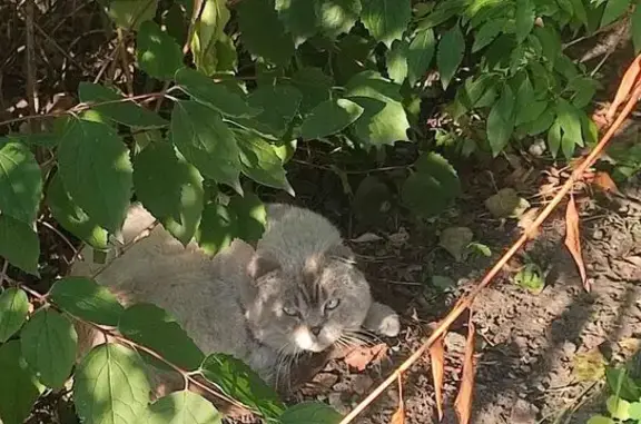 Кот найден, ул. Пономарёва, Белгород