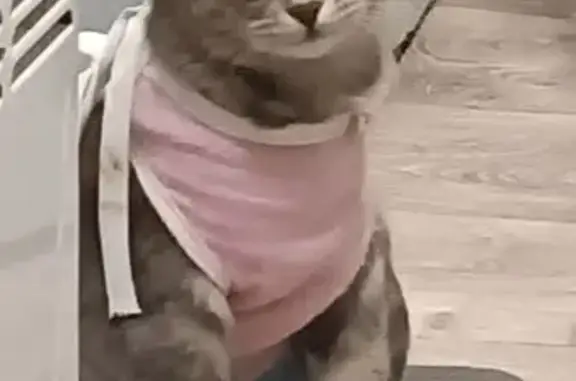 Пропала кошка, Мишкинская ул. 1, Уфа