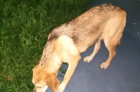 Собака найдена, пр. Ветеранов, СПб