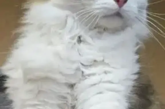 Потерянные животные Салават, фото: Пропала кошка, Ленинградская 29, Салават