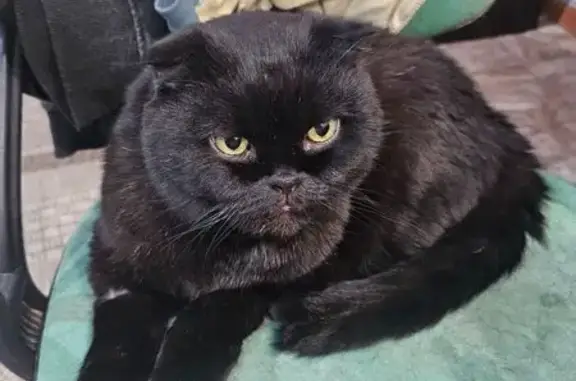 Пропал чёрный кот, Р-229, Маянга