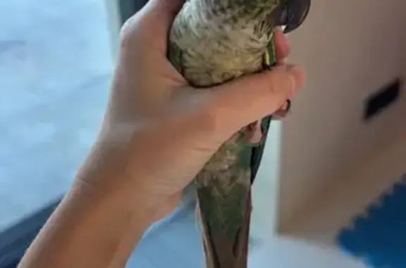 Пропала птица, Озёрная наб., МО