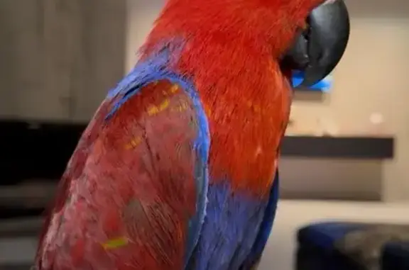 Пропал попугай, Озёрная наб., МО