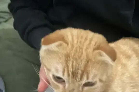 Кошка найдена, Берёзовая аллея, Самара