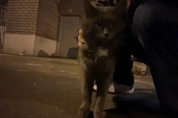 Найдена кошка, Казань, фото: Кошка найдена: Приволжская 106А, Казань