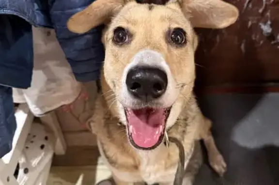 Найдена собака, пр. Ленина 147к1, Тула