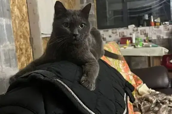 Пропал кот, ул. Слободка, д. 36Б