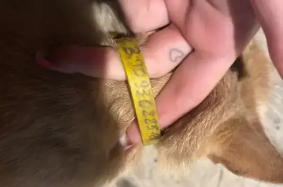 Найдена кошка, ул. Серова, 15, Казань