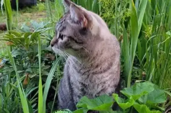Пропала кошка на Советской в Струнино