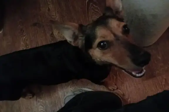 Найдена собака, Симферополь, фото: Найдена собака у Куйбышевского рынка, Симферополь, проспект Кирова, 78