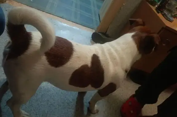 Найдена собака, Калуга, фото: Собака найдена: Карачевская 7, Калуга