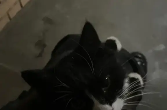 Найдена кошка, Петрозаводск, фото: Найдена черная кошка, ул. Шотмана, 20