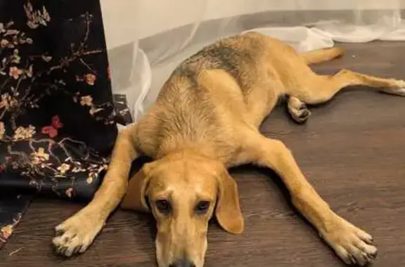 Щенки найдены: ул. Стойкости, 26/3