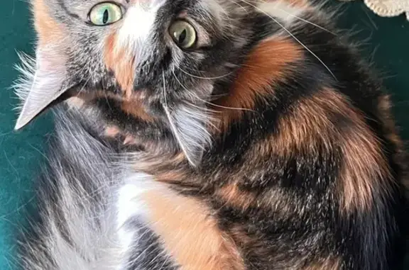 Пропала кошка, Новая улица, 6