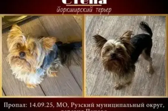 Пропала собака, МО, прихрамывает лапка