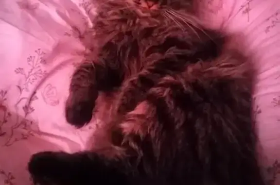 Кошки потеряшки, Балашиха, фото: Потеряшка кошка, Безымянная ул. 8, Балашиха