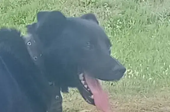 Пропала собака, ул. Калинина, Тешнярь