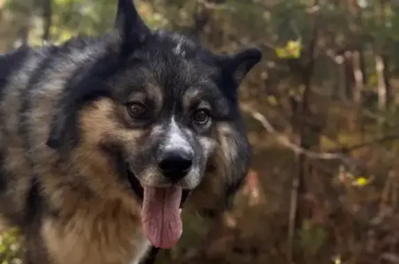 Собаки потеряшки, Барнаул, фото: Потеряшка собака Лайка, Барнаул, Змеиногорский, 7