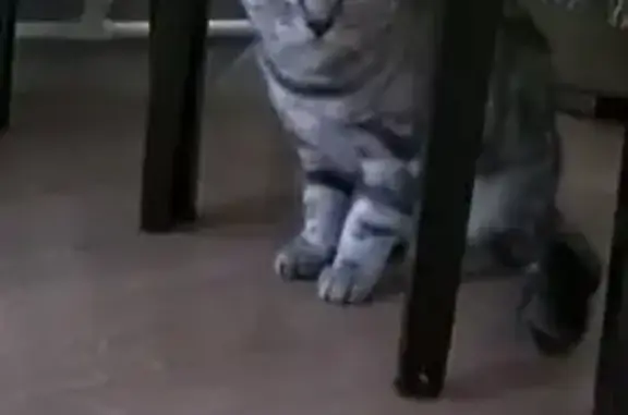 Найдена собака, Иркутск, фото: Найден котик на ул. Октябрьской Революции, 11