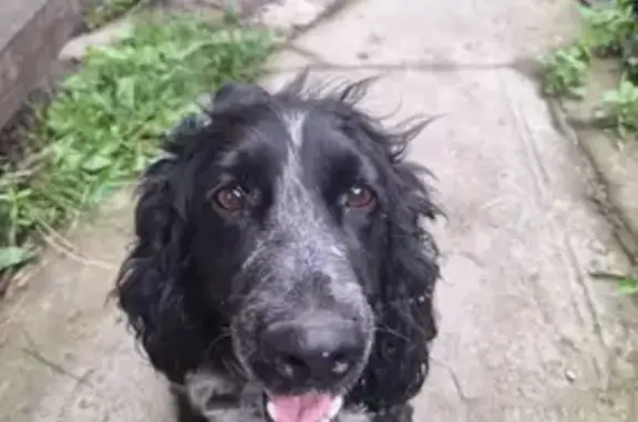 Собаки потеряшки, Хабаровск, фото: Потеряшка собака, Боевая ул. 33, Хабаровск