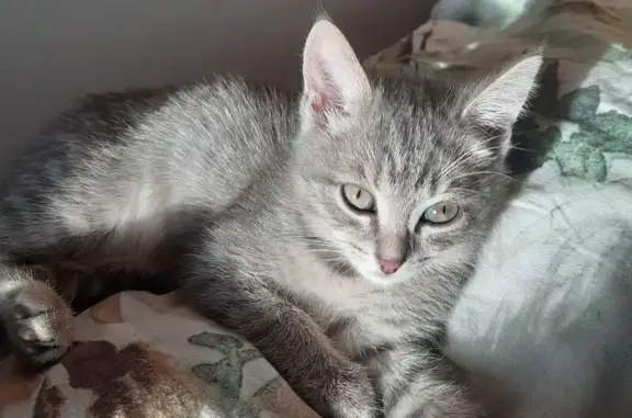 Найденные животные Томск, фото: Котенок найден: ул. Сибирская, 102