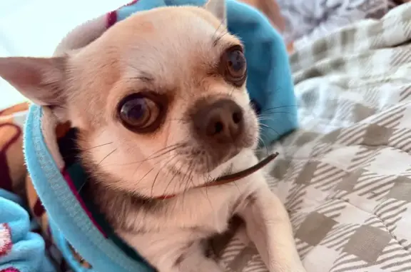 Собаки потеряшки, Хабаровск, фото: Потеряшка собака, Тихоокеанская 85, Хабаровск