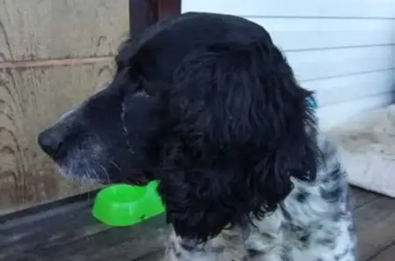 Найдена собака, Заокский, фото: Спаниель найдена: ул. Поленова, 19, Заокский