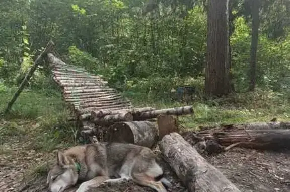 Пропала собака в Ширинье, Ярославская обл.