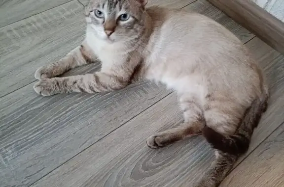 Пропала тайская кошка, ул. Кобцевой, 1