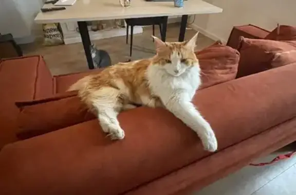 Пропала кошка, ул. Баттиччели, Ленинаван