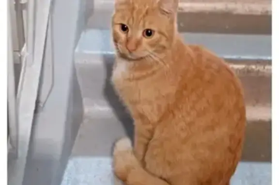 Найдена кошка, ул. Кутузова, 48, Крск