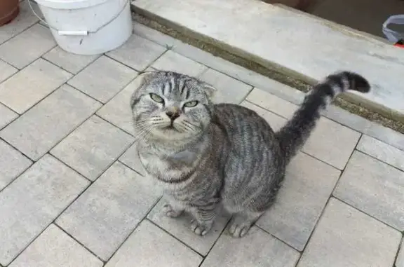 Найдена кошка, Переславль-Залесский, фото: Кот найден: Ямская ул., Переславль-Залесский