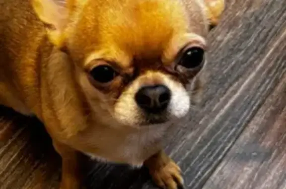 Пропала собака, Камышево, Свердловская обл.