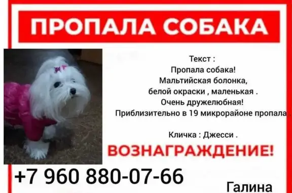 Пропала собака, ул. Карбышева 81, Волжский