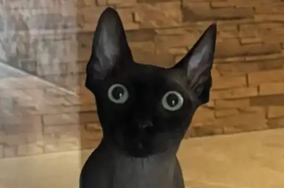 Кошки потеряшки, Московская область, фото: Потеряшка кошка Сфинкс, Марфино, 46К-8242