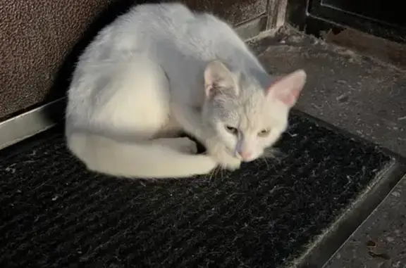 Белая кошка найдена: ул. Победы, 9, Уфа