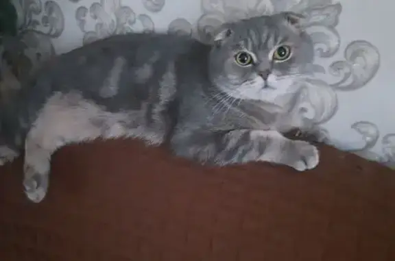 Кошки потеряшки, Абаза, фото: Потеряшка кошка, Пролетарская 31, Абаза