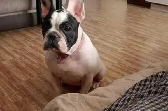 Собаки потеряшки, , фото: Потеряшка собака, Северная ул. 45, Камень-на-Оби