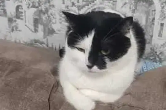 Найдена кошка, Новосибирская область, фото: Пропала кошка в СНТ Строитель, Новосибирск