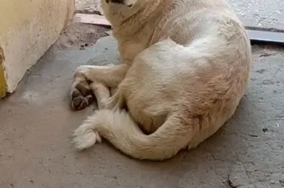 Найдена собака, Рязань, фото: Найдена собака, Рязань, 6-я линия, 20